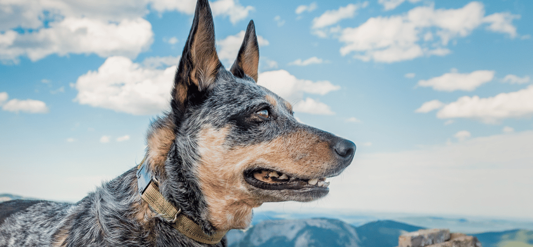 Keep Your Dog Cool on a Hike: Essential Tips & Tricks